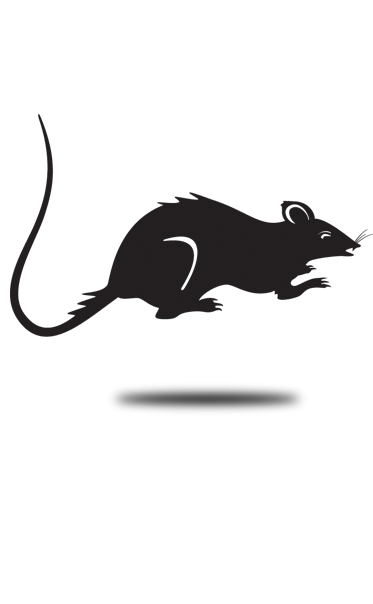 Dératisation professionnelle Arcachon