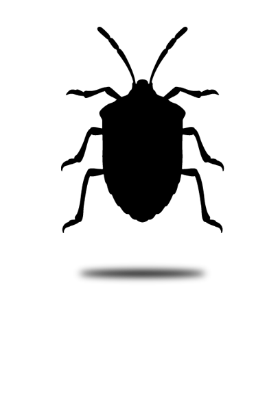 Désinsectisation professionnelle Arcachon