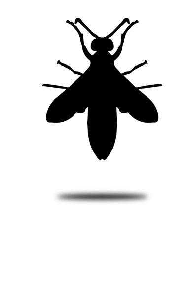 Destruction nid de guêpes Arcachon